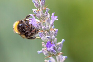 bee on a flower