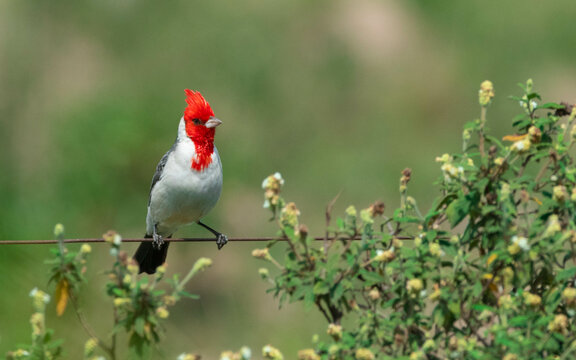 Cardinal Copete Rojo
