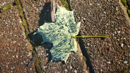 Fallen Leaf