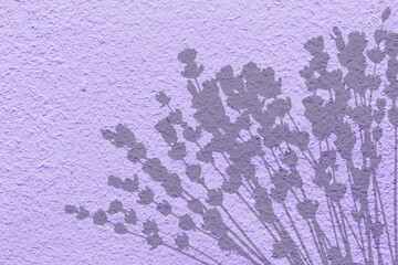 Shadow of fresh lavander flowers on wall texture
