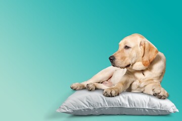 Cute happy dog sleeping on color background