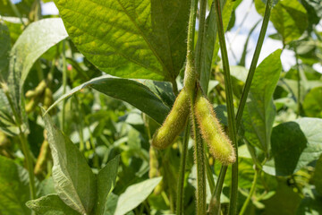 Folhas e vagens de soja na lavoura