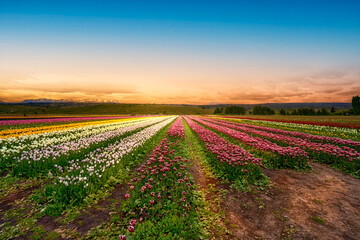 a field full of colorful tulip flowers with a mountain in the background with clear sky 