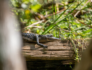 Gator baby on a log