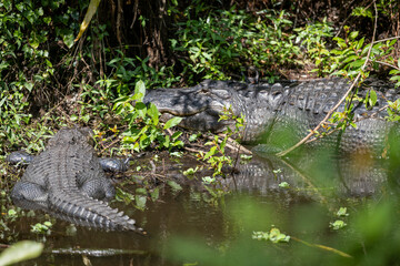 Naklejka na ściany i meble alligator in the swamp