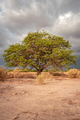Fototapeta premium A tree in the desert - San Pedro de Atacama