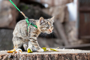 A stray cat in a shelter.A frightened cute kitten in a harness walks on the street.Socialization...
