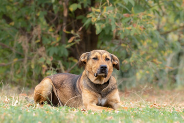 Obraz premium Dog in the Grass.A large dog lies in the grass in an autumn park.The theme of animals.