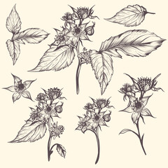 Collection of vector hand drawn raspberry flowers