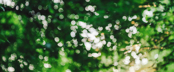 Bokeh of vivid leaves of trees in sunlight. Natural green background. Blurred rich greenery with...