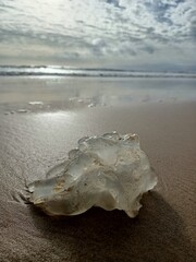 A transparent jellyfish lies on the sand on the beach in Lisbon on a sunny cloudy day