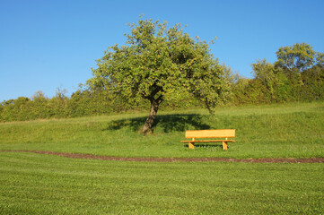 hiking trail - peaceful landscape with apple tree and bench