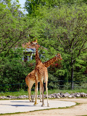 deux girafes au parc zoo de Lyon