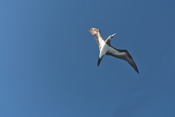 Brown booby with spread wings flying above the sea