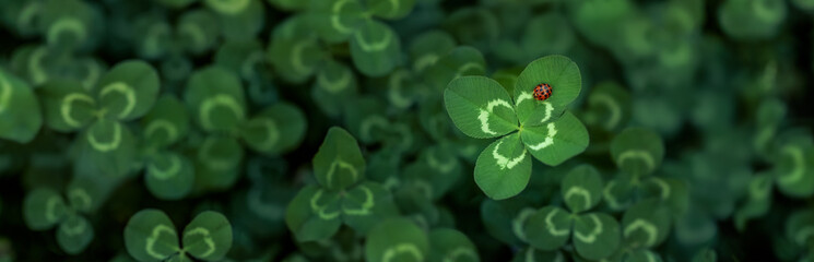 Unique find of a rare lucky four leaf clover with a little red ladybug or ladybird insect . Symbolizing luck, fortune, and prosperity. - 579189148