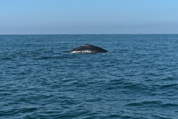 Fototapeta premium Back of a humpback whale leaning out of the sea