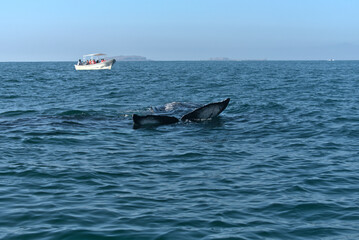 Fototapeta premium Humpback whale tail sticking out of the sea
