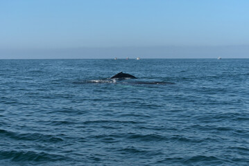 Fototapeta premium Back of a humpback whale and its calf in the sea