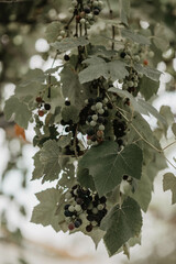 grapes on tree