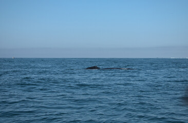 Fototapeta premium Back of a humpback whale and its calf in the sea