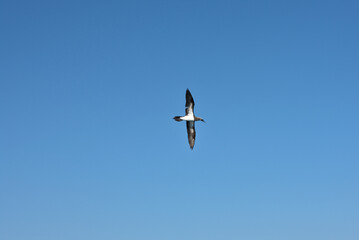 Brown booby flying with clear sky
