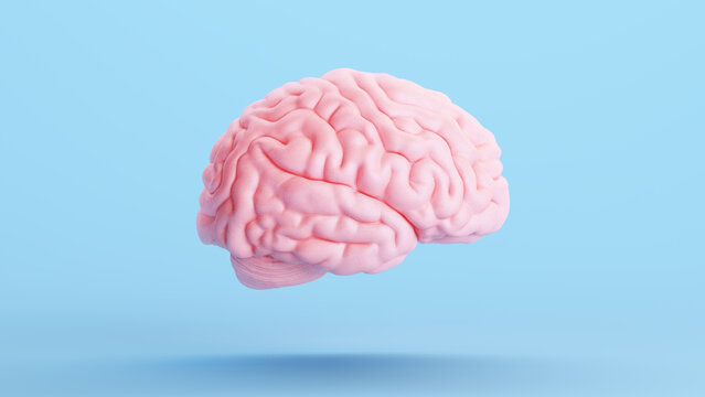 Pink Brain Anatomy Mind Intelligence Medical Organ Science Blue Background Right Side 3d illustration render