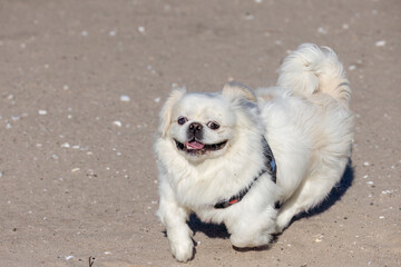 White pekinese at play in snow