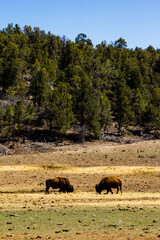 Bison Grazing in Southern Utah