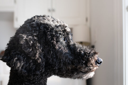 Side profile and closeup portrait of a black standard poodle dog face
