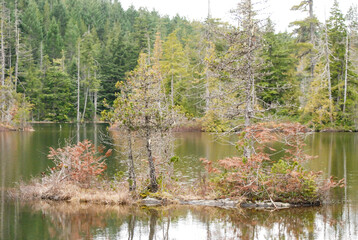 Forest reflections on a calm and remote lake on Vancouver Island
