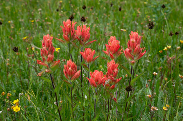 Red paintbrush wild flowers in a green meadow