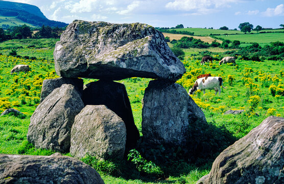 Carrowmore prehistoric megalithic cemetery, Grave 7, with slope of Knocknarea behind. County Sligo, Ireland