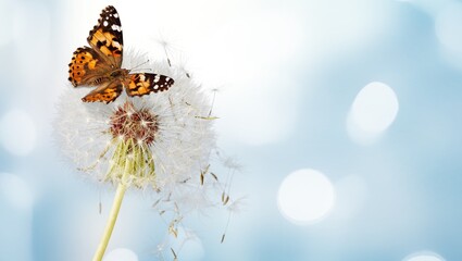 Beautiful dandelion seeds and wild butterfly
