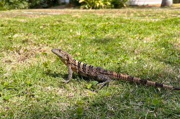 lizard on the grass