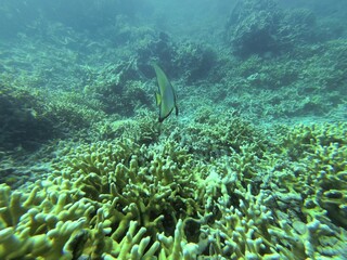 A batfish surrounded by white coral in Riung on Flores.