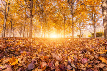 Autumn maple leaf forest color picture