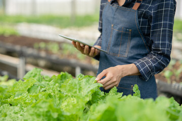 Gardener hand watching the potato plant leaves on the Harvest season in fertile soil