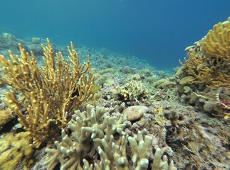 A puffer fish surrounded by the coral reef in Riung on Flores.