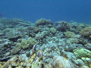 Fototapeta na wymiar A coral reef in Riung on Flores.