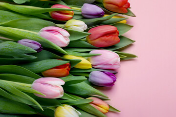 Beautiful colorful tulips on pale pink background