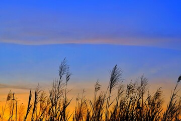 Grass flowers at sunset, golden yellow against the blue horizon.