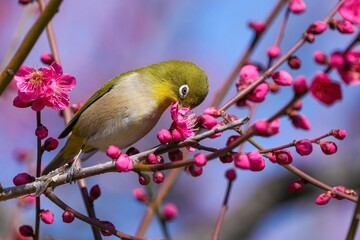 満開の紅梅の蜜を懸命に吸うメジロ