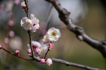 早春の光を浴びて輝く満開の淡いピンクの梅の花