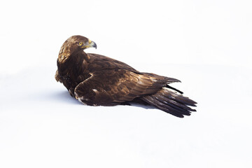 Golden eagle (Aquila chrysaetos) in winter