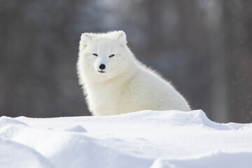 Arctic fox (Vulpes lagopus) in winter