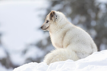 Obraz premium Arctic fox (Vulpes lagopus) in winter