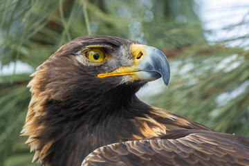 Golden eagle (Aquila chrysaetos) in winter
