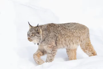 Papier Peint photo Lavable Lynx  Canada lynx (Lynx canadensis), or Canadian lynx in winter