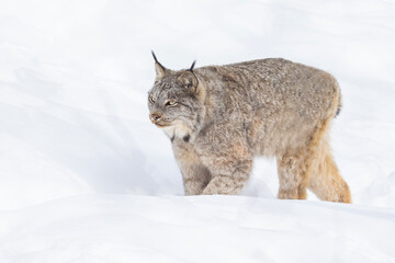  Canada lynx (Lynx canadensis), or Canadian lynx in winter