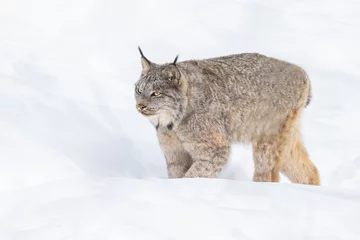 Sheer curtains Lynx  Canada lynx (Lynx canadensis), or Canadian lynx in winter